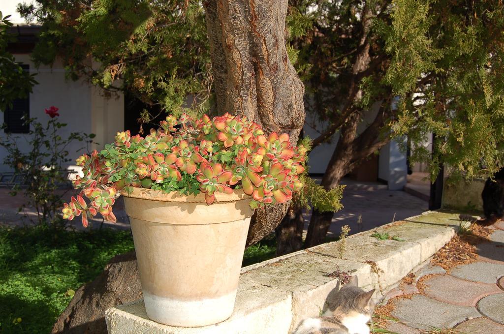B&B Le Cicale Vieste Exterior foto
